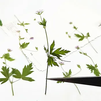 DIY Ručné Sušené Rastliny, Kvet Vzorky Bylinných Kvety Pre Prírodné Pobočka Epoxidové Výučby 100 Ks Zadarmo Zásielky 2