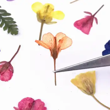 Stlačené Sušené Repkový Cole kvetov Rastlín Herbarium Pre Epoxidové Živice Šperky Robiť Telefónne prípade Záložku Tvár make-up Nechty Umenie urob si sám 2